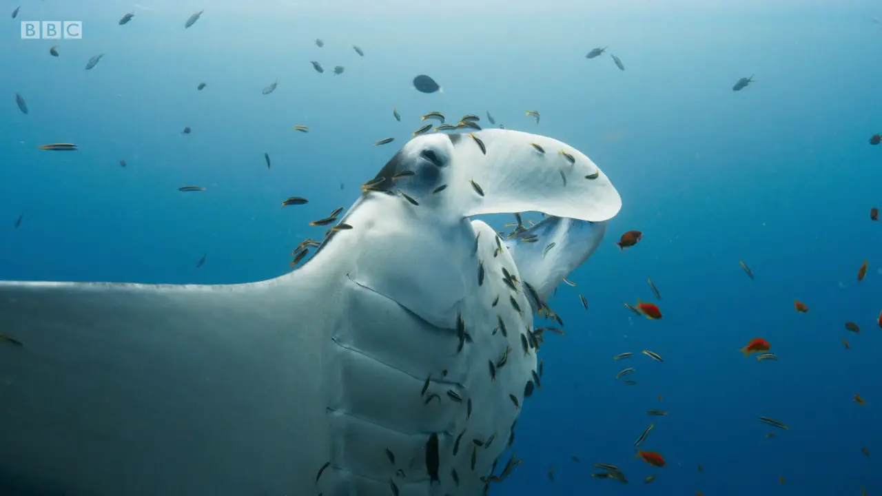 Reef manta ray (Mobula alfredi) as shown in The Mating Game - Oceans: Out of the Blue